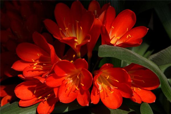 El significado espiritual de soñar con Clivia