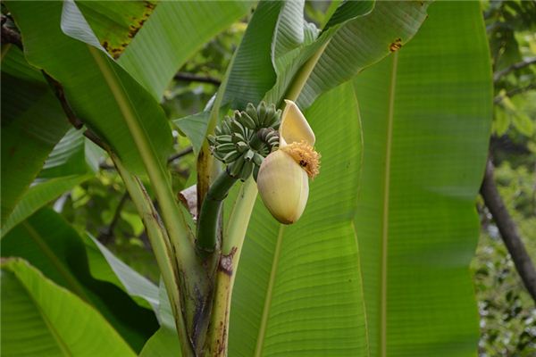 significado de soñar con platanos