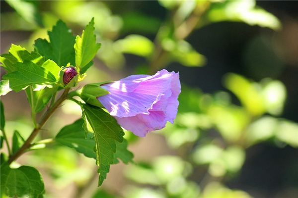 Significado de soñar con hibisco