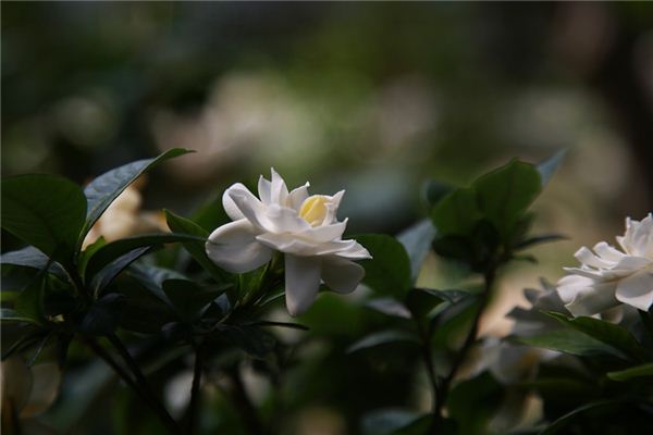 El significado espiritual de soñar con gardenia