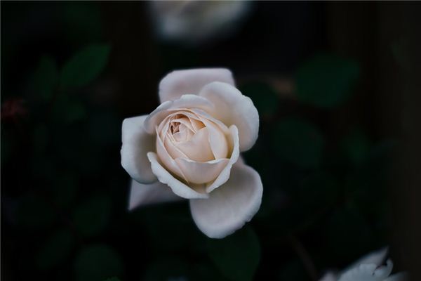 El significado espiritual de soñar con rosas blancas
