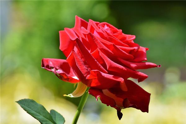 El significado espiritual de soñar con rosas rojas
