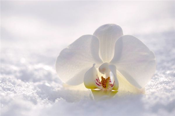 Significado de soñar con orquídea blanca