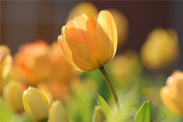 El significado espiritual de soñar con tulipanes