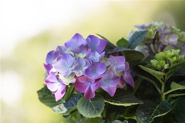 El significado de soñar con hortensias