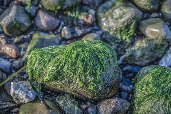 significado de soñar con algas