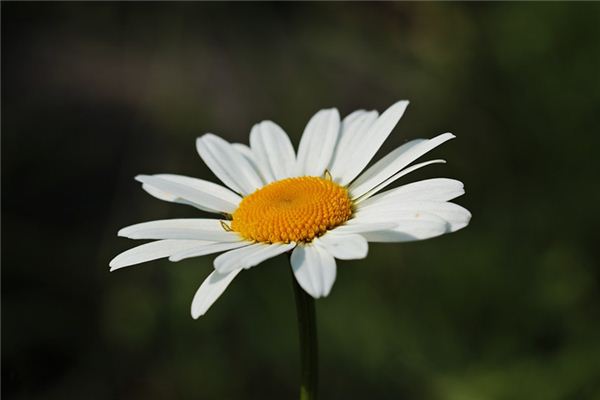 El significado espiritual de soñar con flores blancas