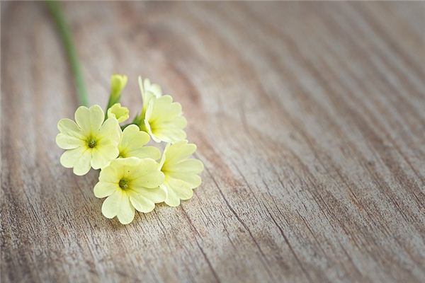 El significado espiritual de soñar con flores de primavera