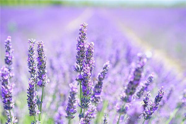 El significado espiritual de soñar con lavanda