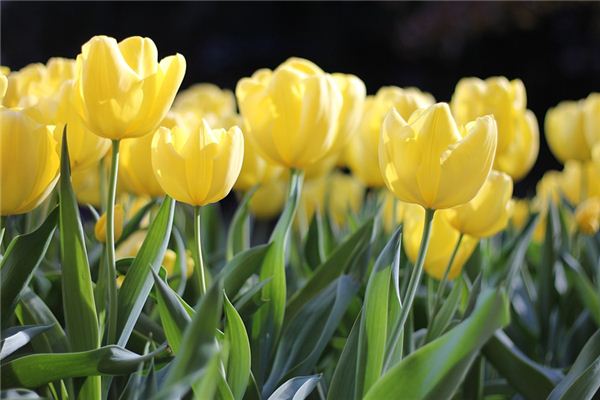 El significado espiritual de soñar con flores