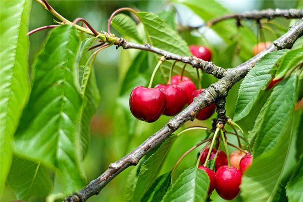 El significado espiritual de soñar con un cerezo