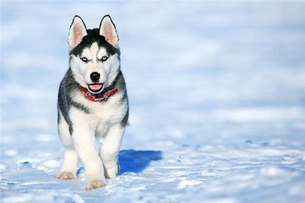 significado de soñar con caca de perro