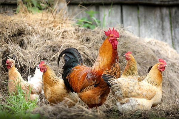 significado de soñar con caca de pollo