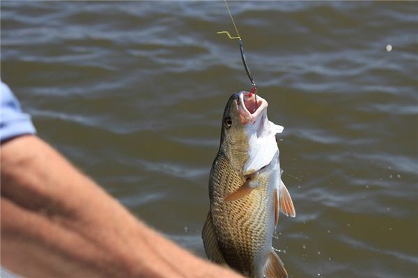 El significado espiritual de soñar con anzuelos de pesca