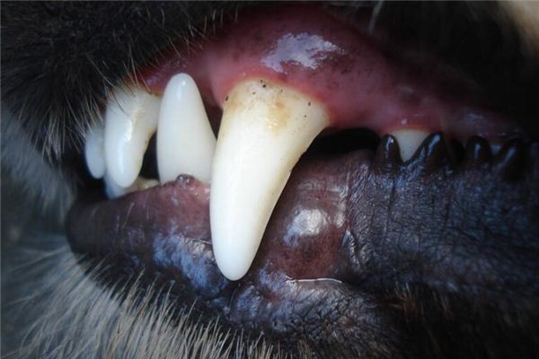 ¿Qué significa soñar con los dientes del perro?
