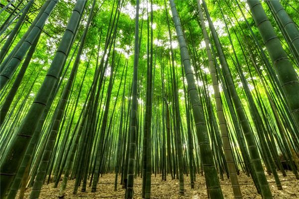 ¿Qué significa soñar con un poste de bambú?