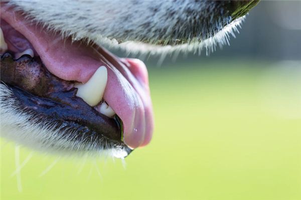 ¿Qué significa soñar con la saliva?