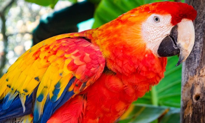Soñar con un loro 