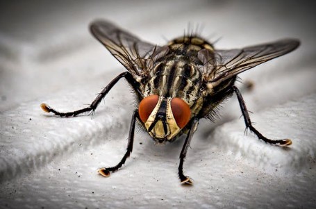 Soñar con insectos