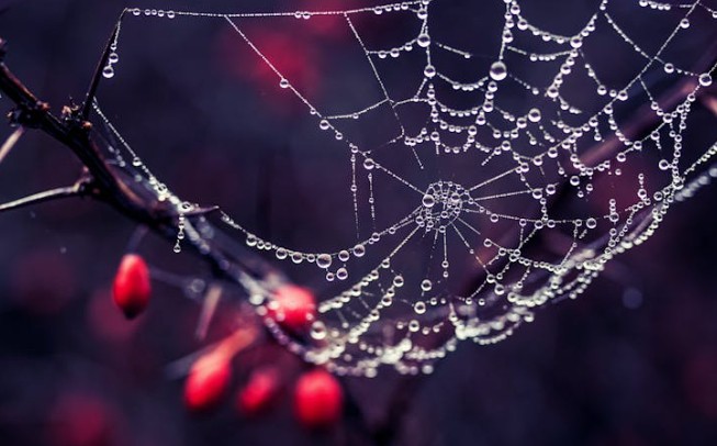 Soñar con telas de araña
