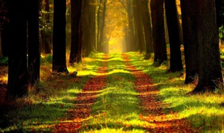Soñar con caminar por el bosque: 33 escenarios y significados