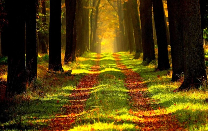 Soñar con caminar por el bosque: 33 escenarios y significados