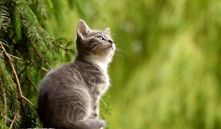 Soñar con gatos : 35 escenarios y significados