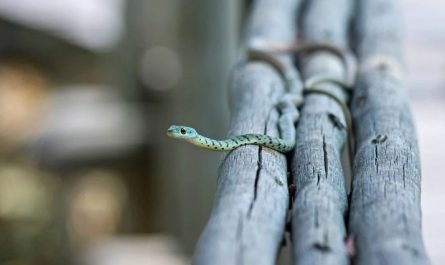 Soñar con mordedura de serpiente: 20 escenarios y significados
