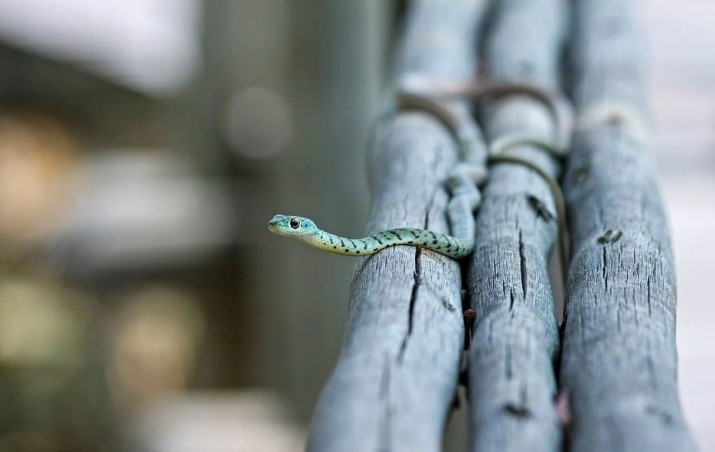 Soñar con mordedura de serpiente: 20 escenarios y significados