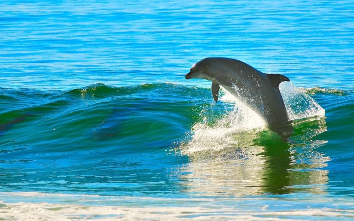 Soñar con delfines : 20 escenarios y significados