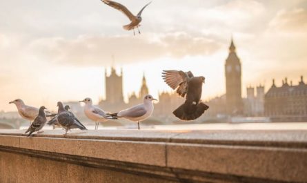 Soñar con pájaros : 42 escenarios y significados
