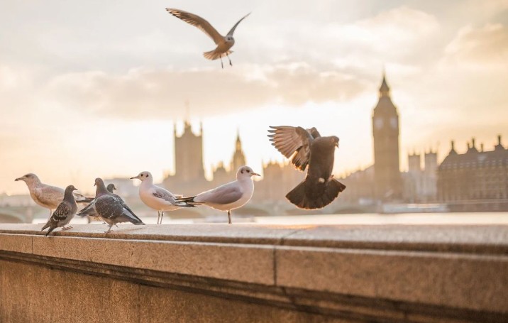 Soñar con pájaros : 42 escenarios y significados