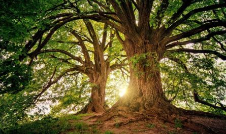 Soñar con árboles : 53 escenarios y significados