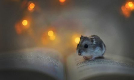 Soñar con un ratón : 31 escenarios y significados