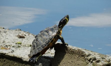 Soñar con una tortuga : 32 escenarios y significados
