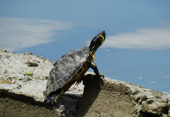 Soñar con una tortuga : 32 escenarios y significados