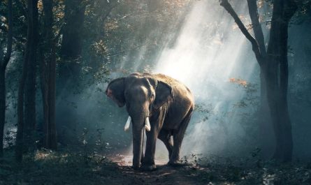Soñar con elefantes : 25 escenarios y significados