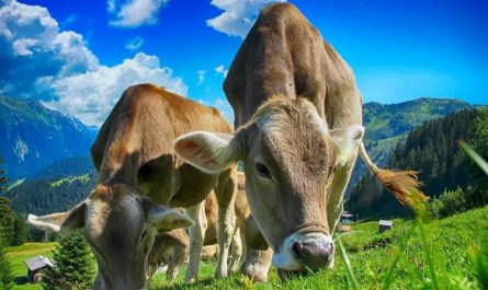 Soñar con una vaca : 36 escenarios y significados