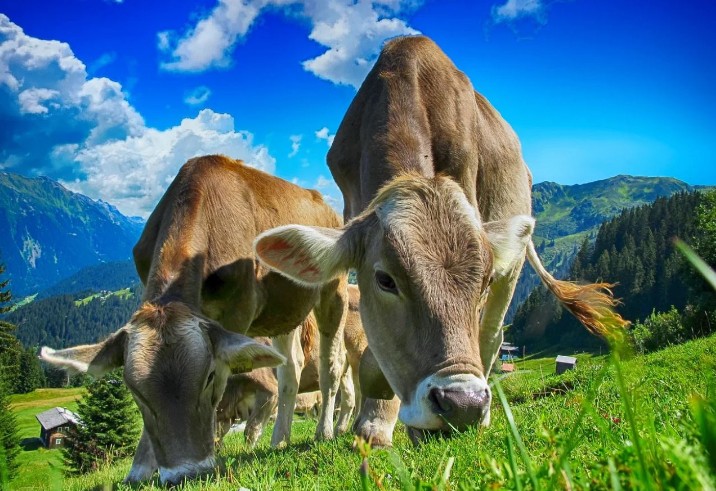 Soñar con una vaca : 36 escenarios y significados