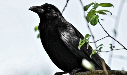 Soñar con cuervos : 35 escenarios y significados