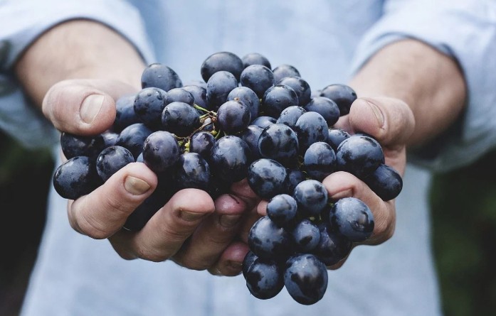Soñar con uvas : 34 escenarios y significados