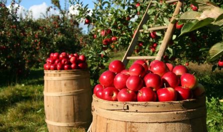 Soñar con manzanas rojas : 17 escenarios y significados