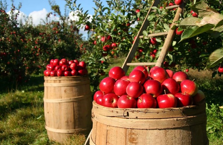 Soñar con manzanas rojas : 17 escenarios y significados