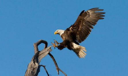 Soñar con águilas : 39 escenarios y significados