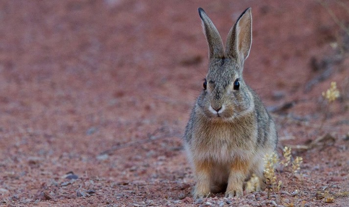 Soñar con conejos : 31 escenarios y significados