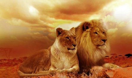 Soñar con leones : 43 escenarios y significados