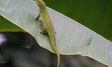 Soñar con lagartijas : 31 escenarios y significados