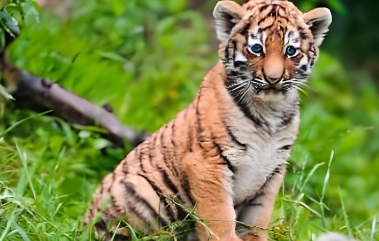 Soñar con tigres : 35 escenarios y significados