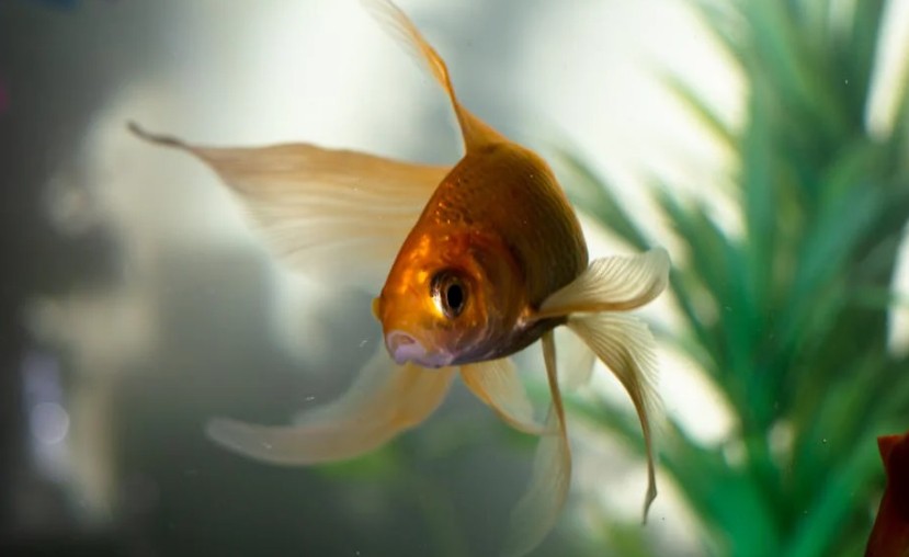 Soñar con peces de colores : 19 escenarios y significados