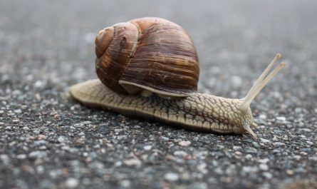 Soñar con caracoles : 14 escenarios y significados